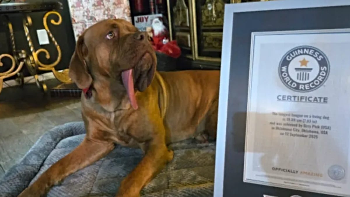 Hund Ozzy hat die längste Zunge der Welt