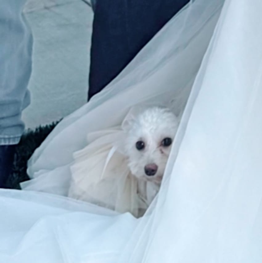 Hund fotobombt Hochzeitsfoto