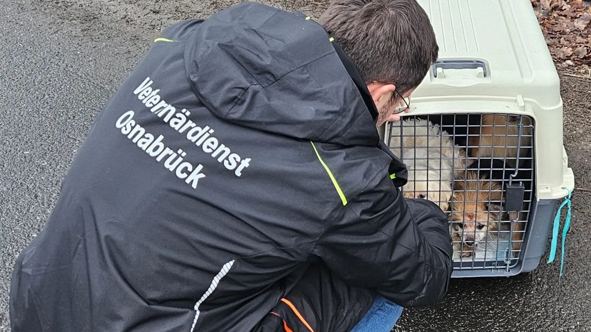 Bad Rothenfelde: Hunde beschlagnahmt