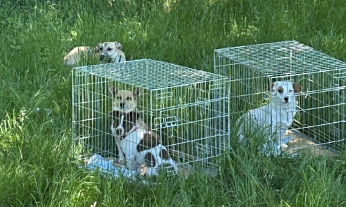 Geschmuggelte Hund im Gras