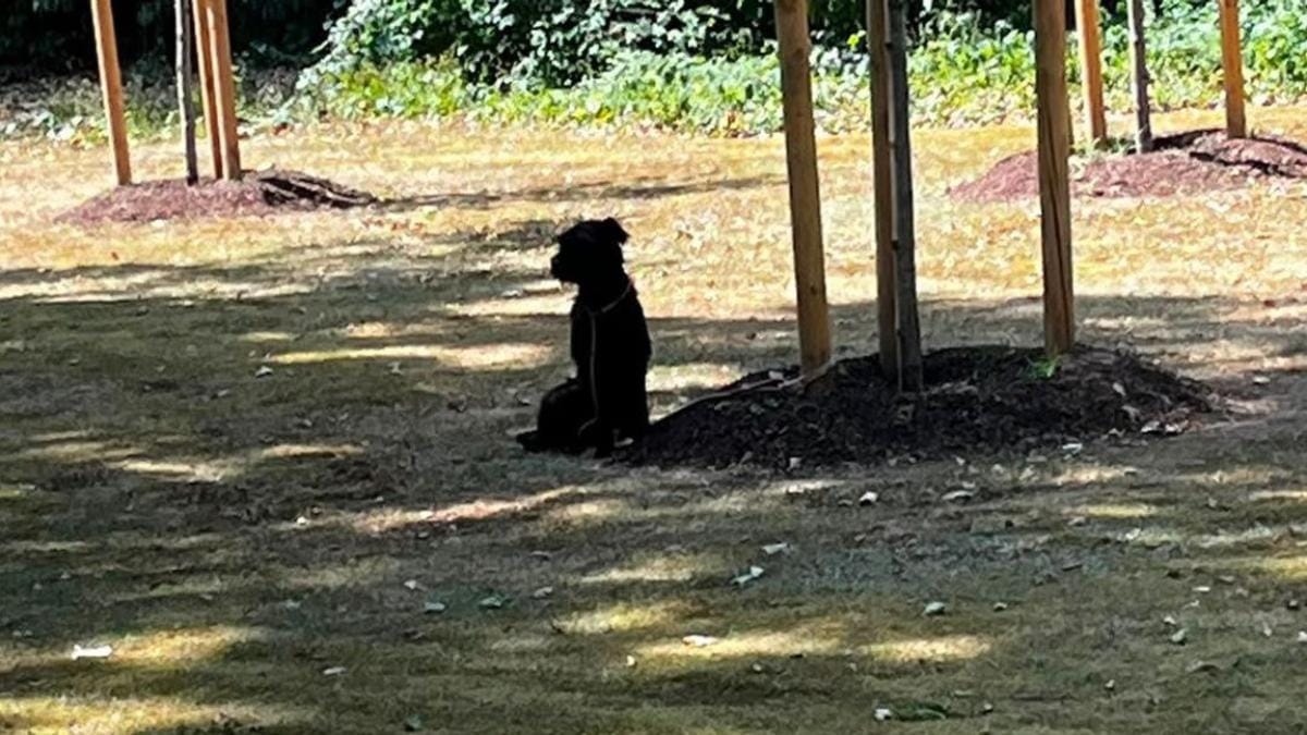 Köln: Hund sitzt stundenlang in der Hitze