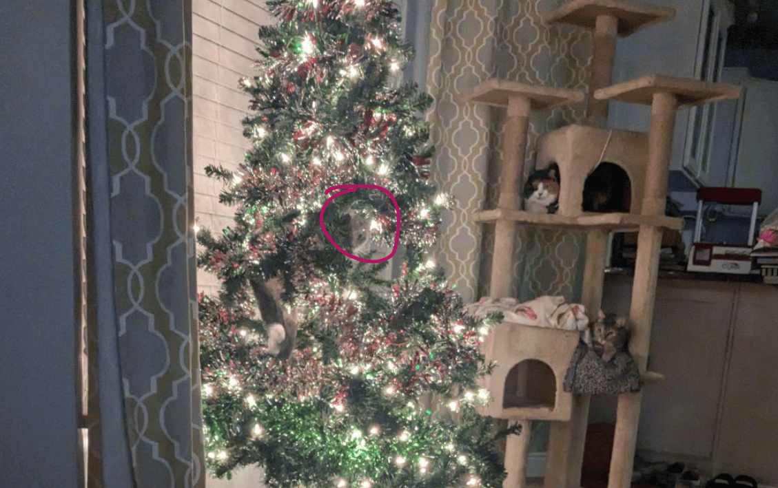 Gato camuflado en árbol de Navidad