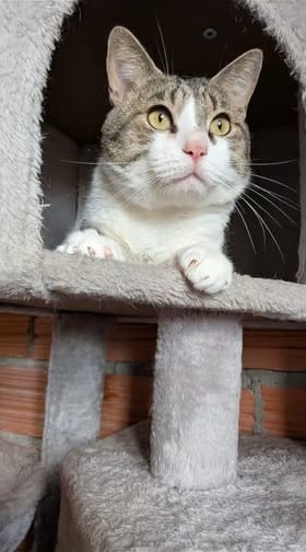 jason-gato-adopcion-valladolid
