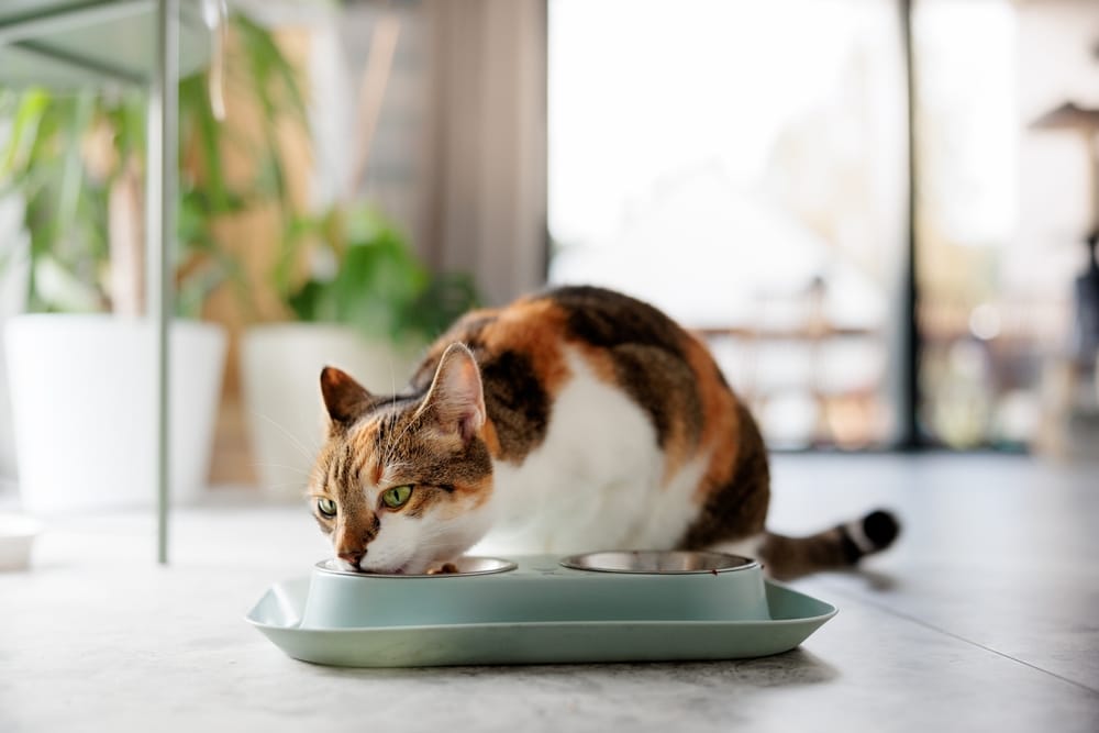 kot je Pro Plan LiveClear