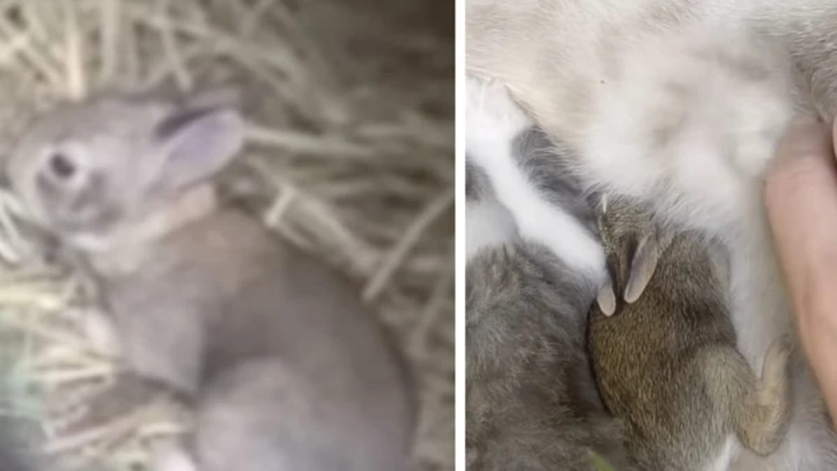 Kaninchen im Katzen-Nest