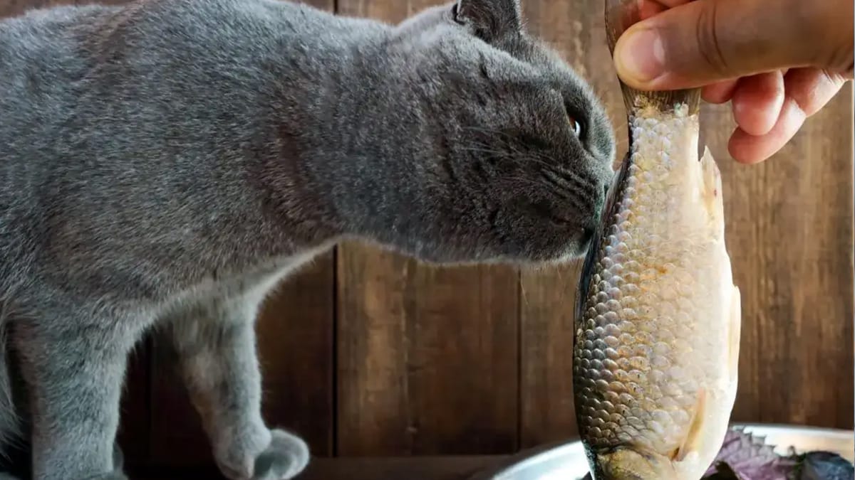 Mag een kat haring eten?