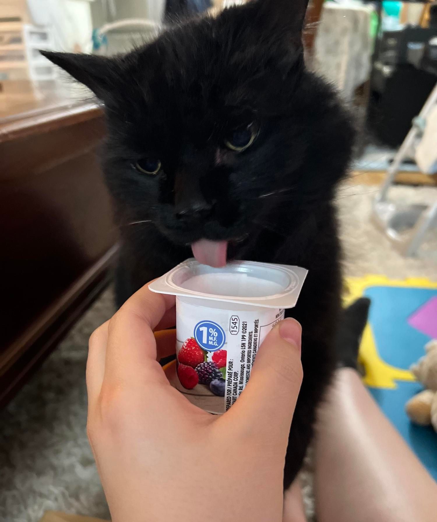 Mag een kat Griekse yoghurt eten?