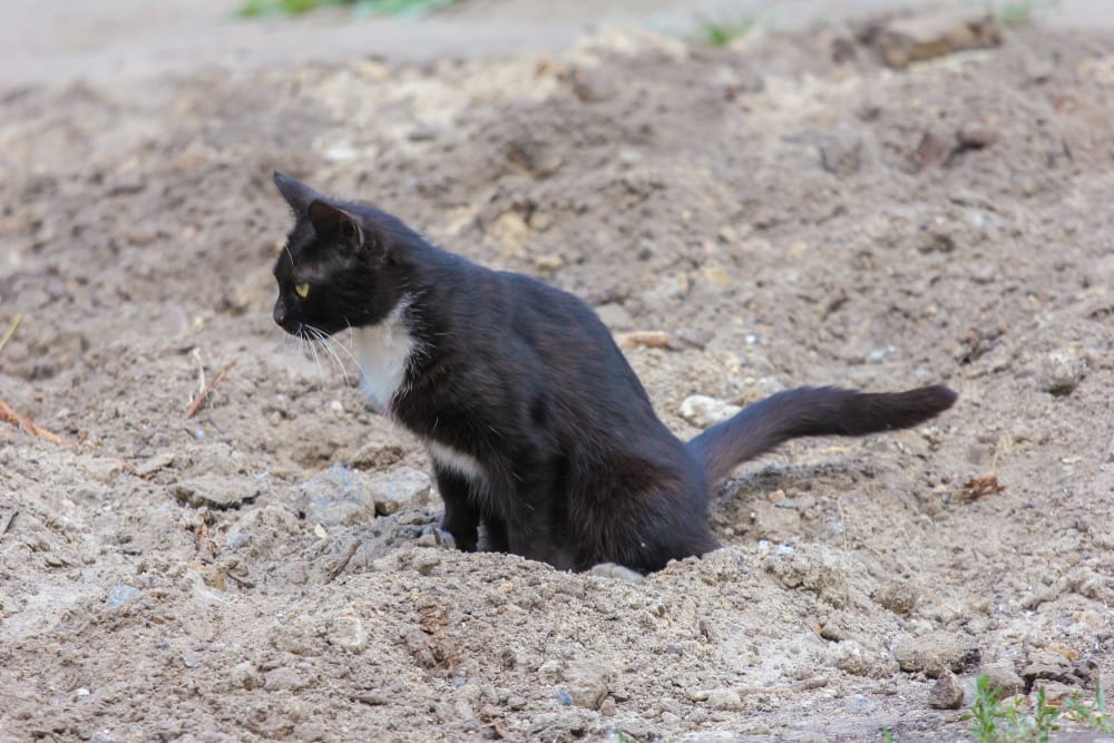 plassende kat houding
