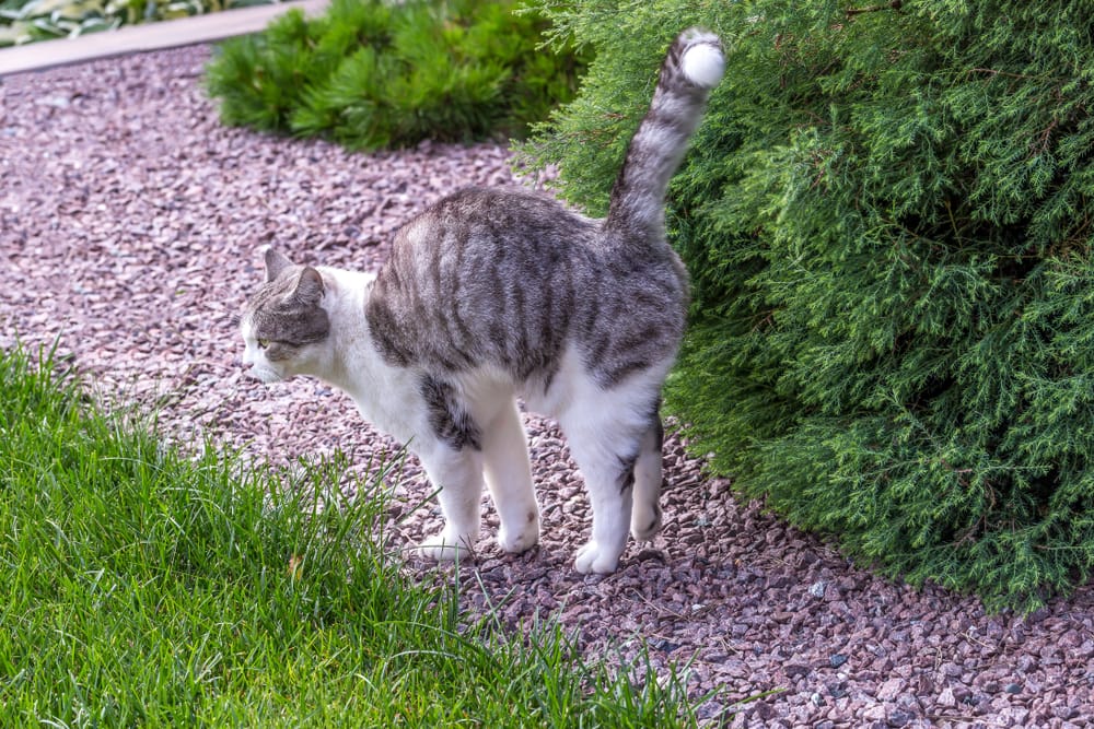 Houding kat die tegen plant sproeit