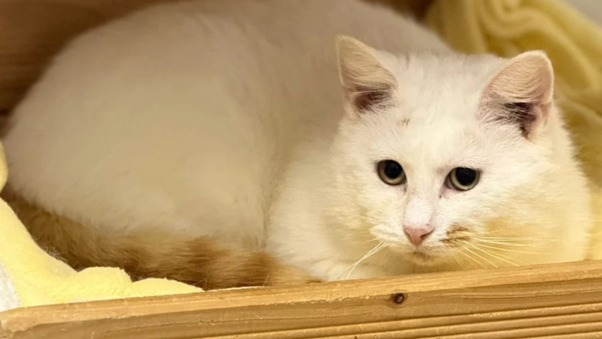 Kater Schroti hat Kugeln im Kopf
