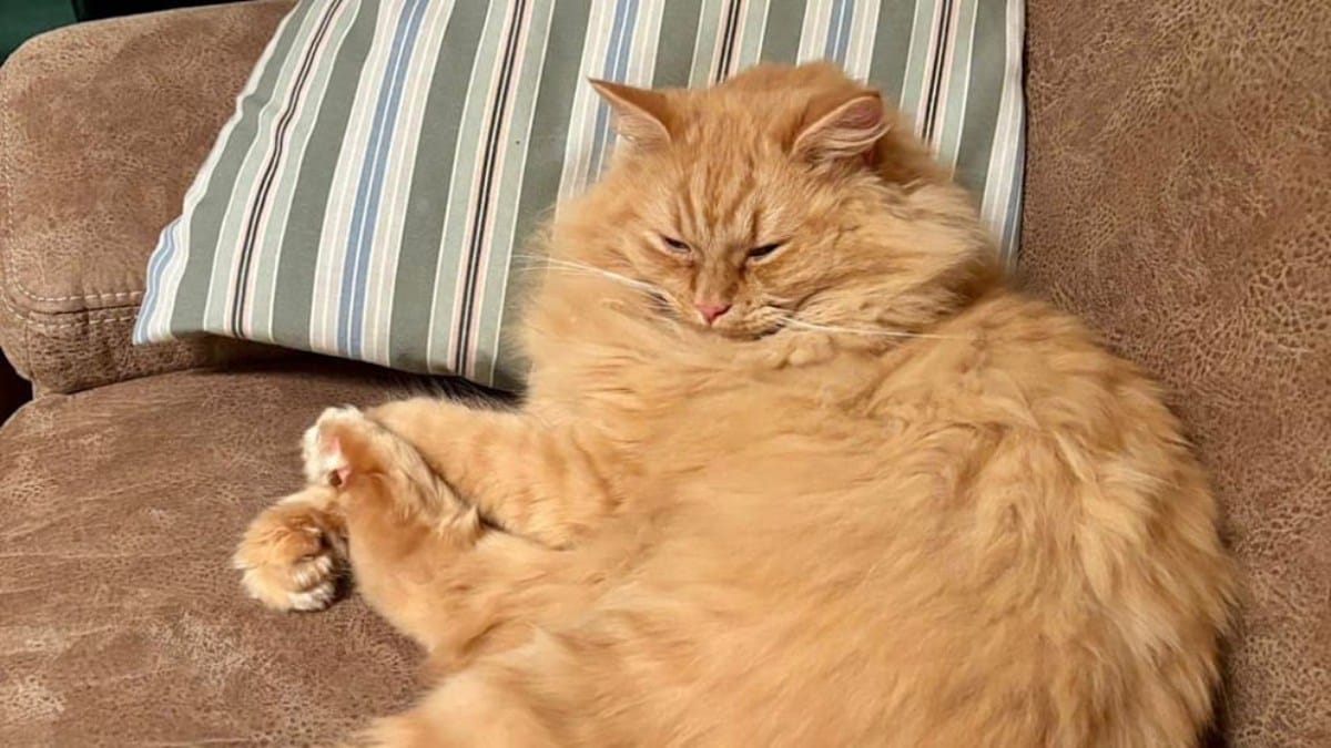 Katze nach 14 Tagen aus Kanal gerettet