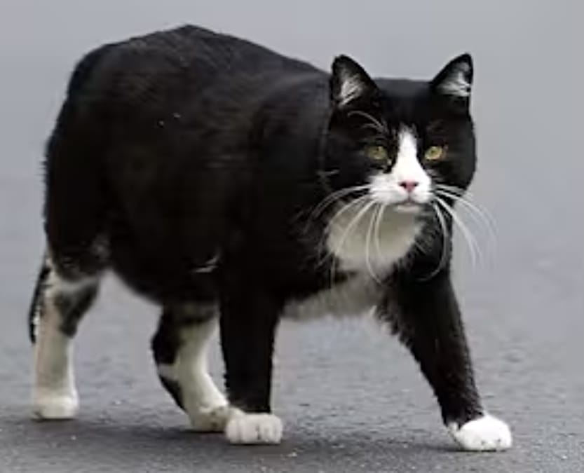 Kater in Taucha erschossen