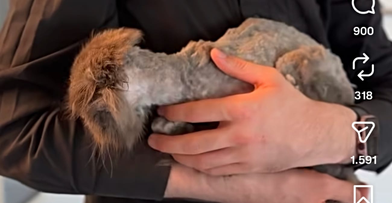 Verwahrloster Kater Granini