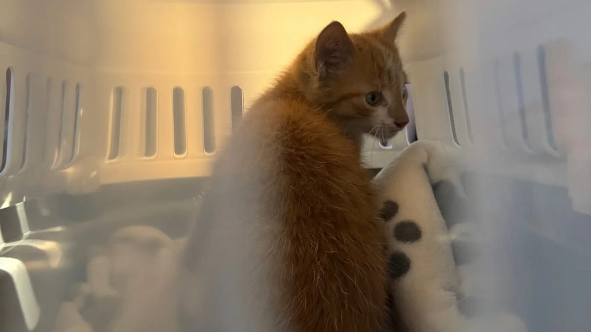 Katze in Aurich per Smartphone gerettet