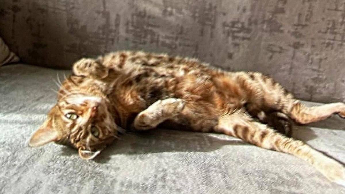 Unfallverursacherin Katze Lilly
