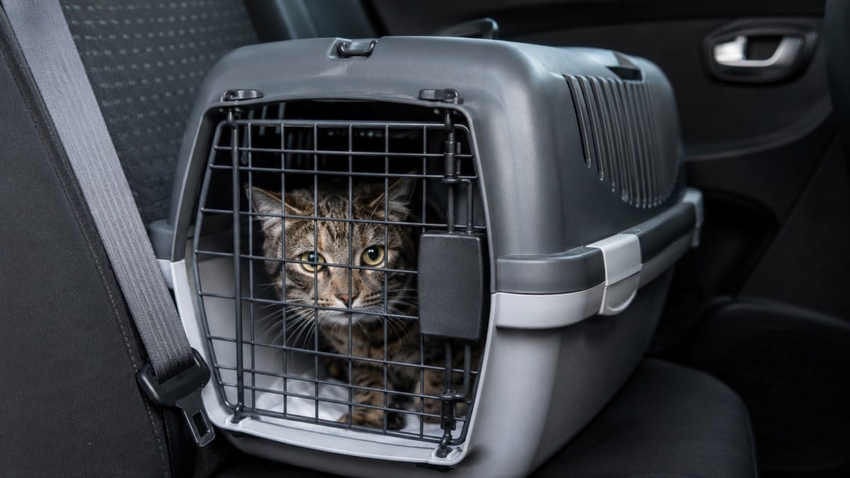 Seevetal: 60 Katzen in Pkw-Gespann entdeckt
