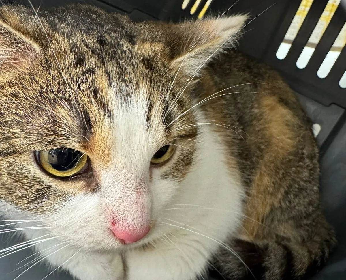 Salzgitter: Katze unter Brücke ausgesetzt