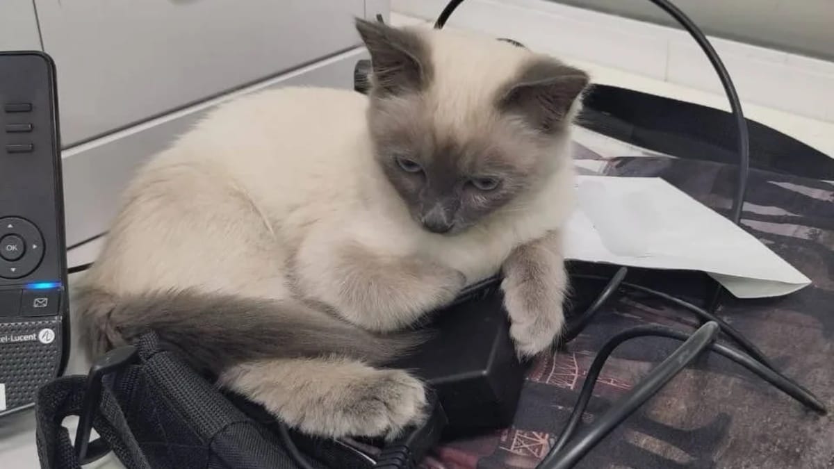 Berlin: Katzen aus Drogenwohnung gerettet
