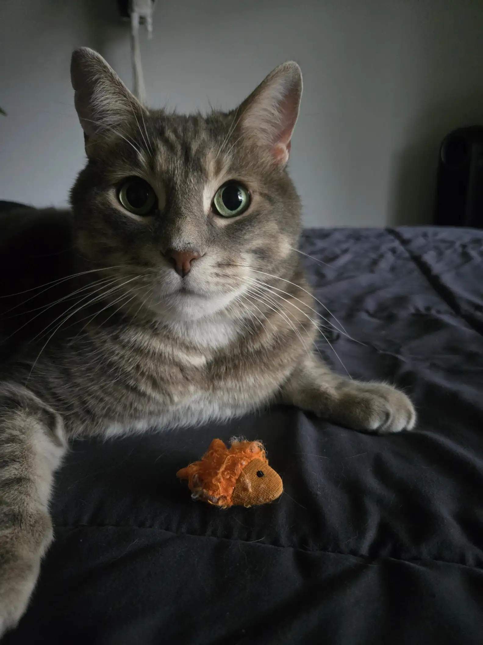 Kater und sein Lieblingsspielzeug