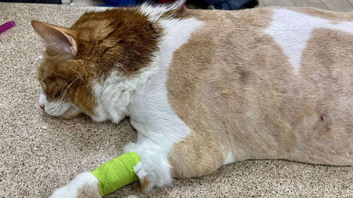 Verfilzter Kater nach der Schur