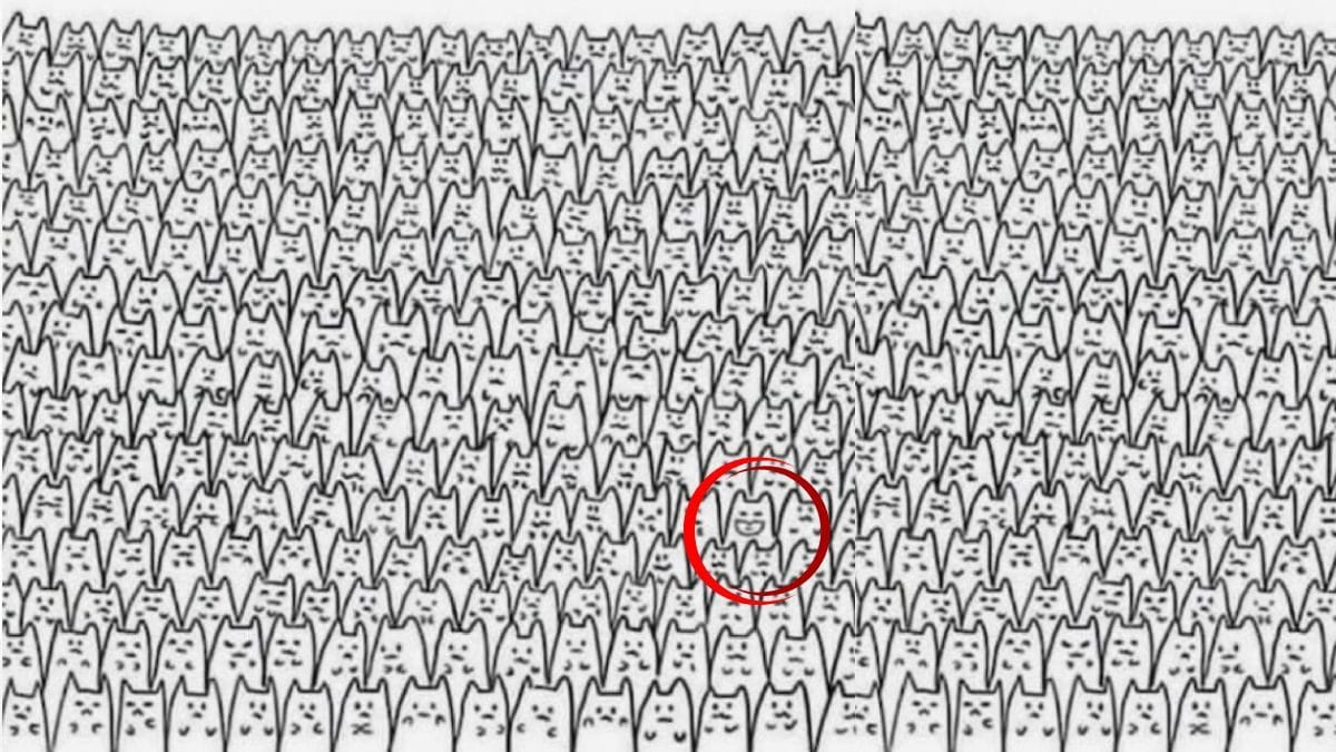 Katzen-Rätsel Auflösung