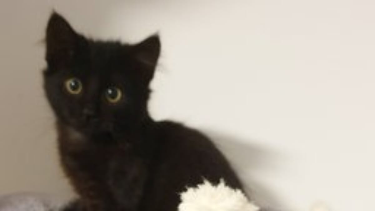 Streuner Katze aus Haan