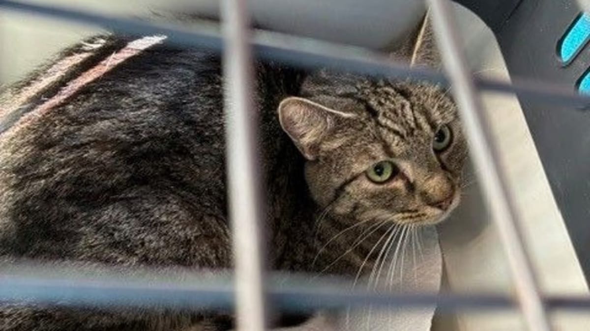 Gerettete Katze in Wegeleben