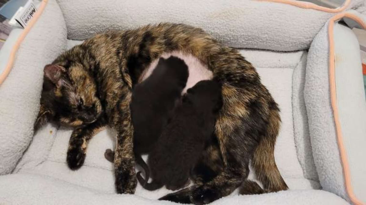 Verletzte trächtige Katze fleht um Hilfe