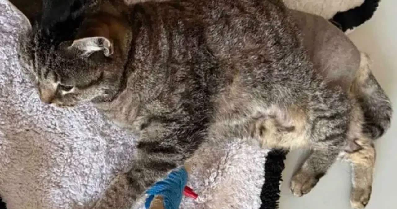Spendenaktion für Katze Lilo