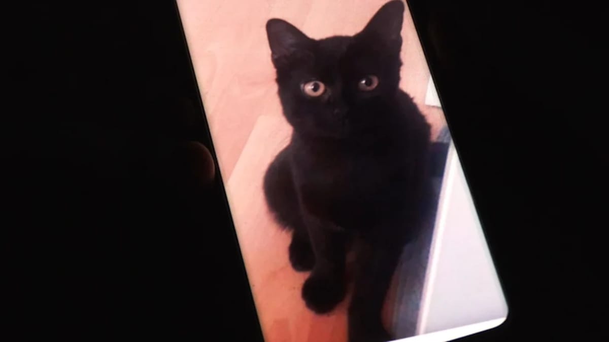 Katze aus Kamin gerettet