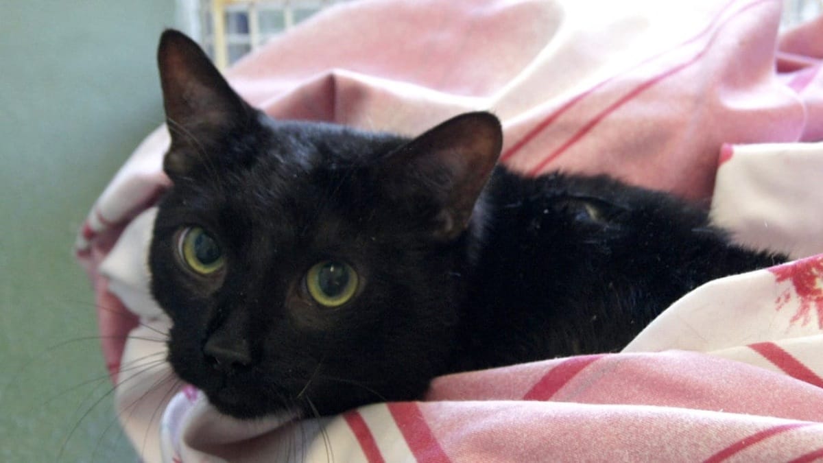 Katze aus Messie-Wohnung gerettet