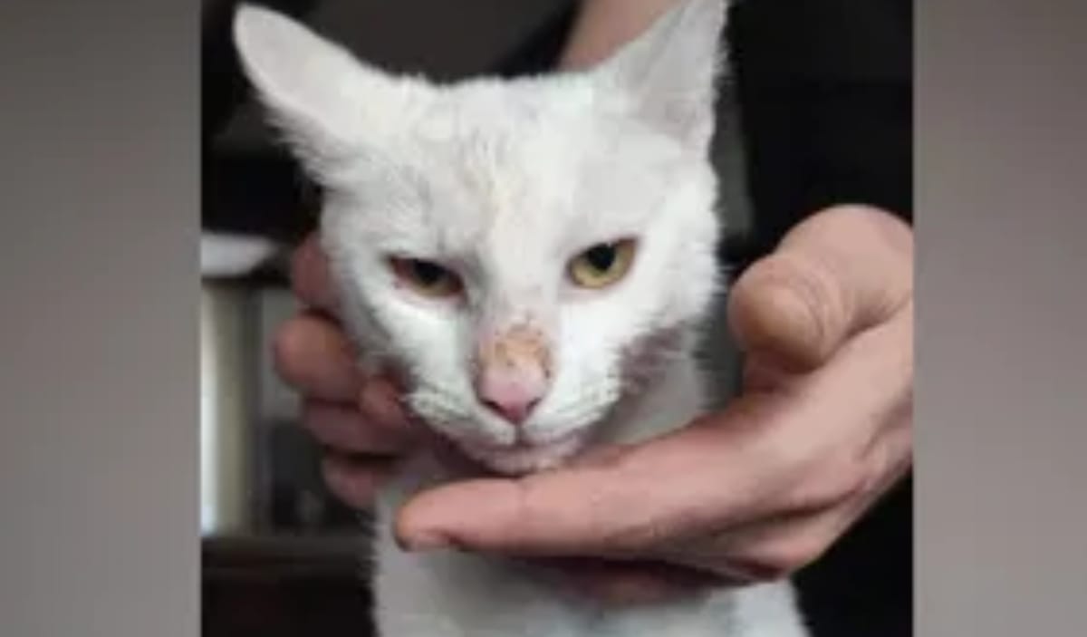 Katze mit abgeschnittenen Schnurrhaaren