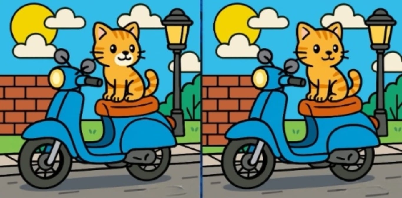 Suchbild Katze auf Roller