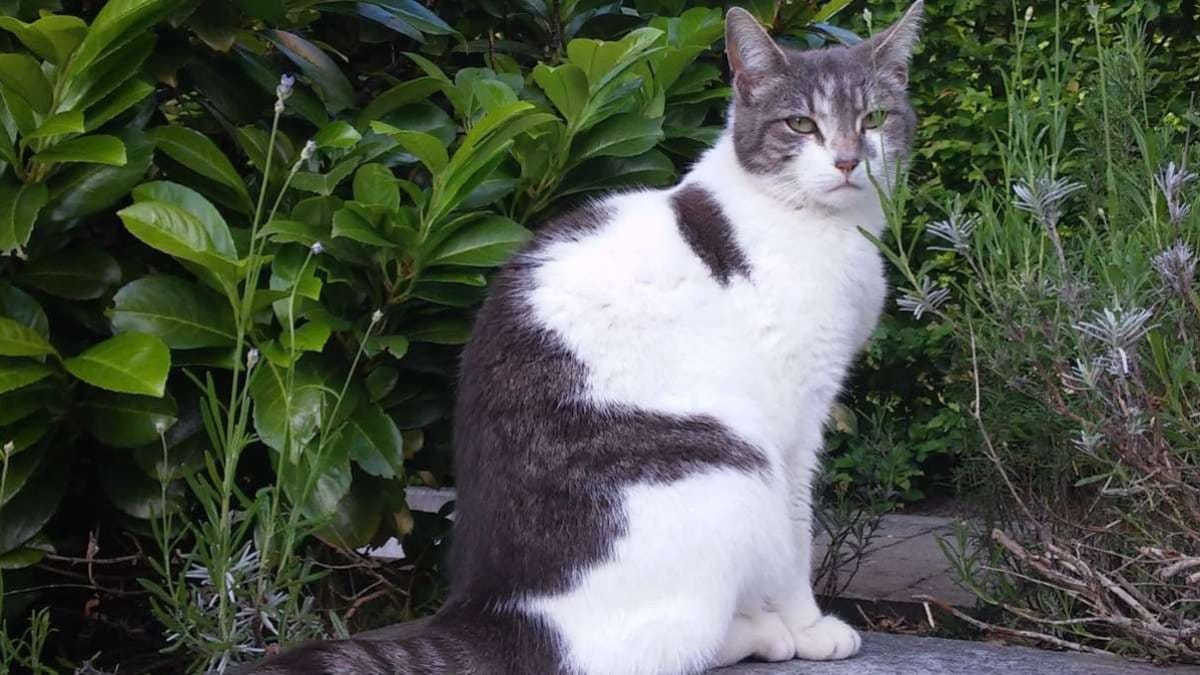 Flyer-Aktion für Streuner-Katze