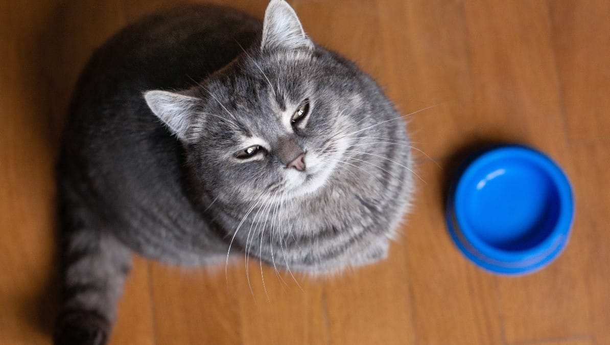 Katze sitzt neben leerem Napf