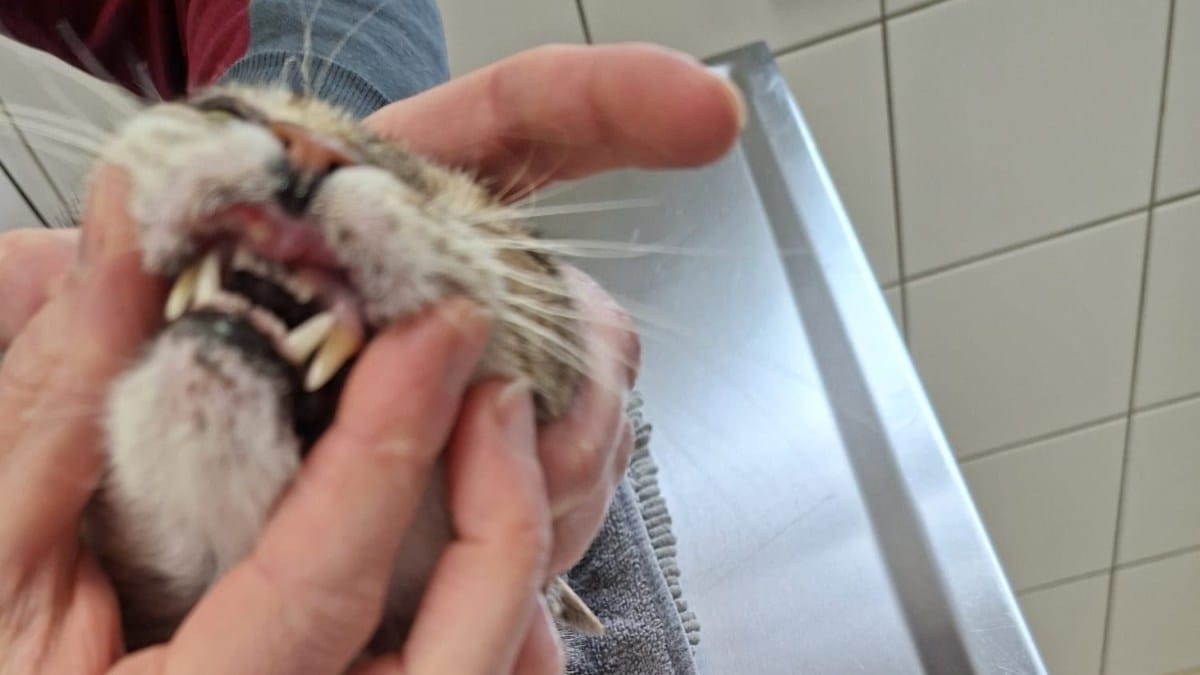 Katze mit Wucherungen im Maul durch Nikotin