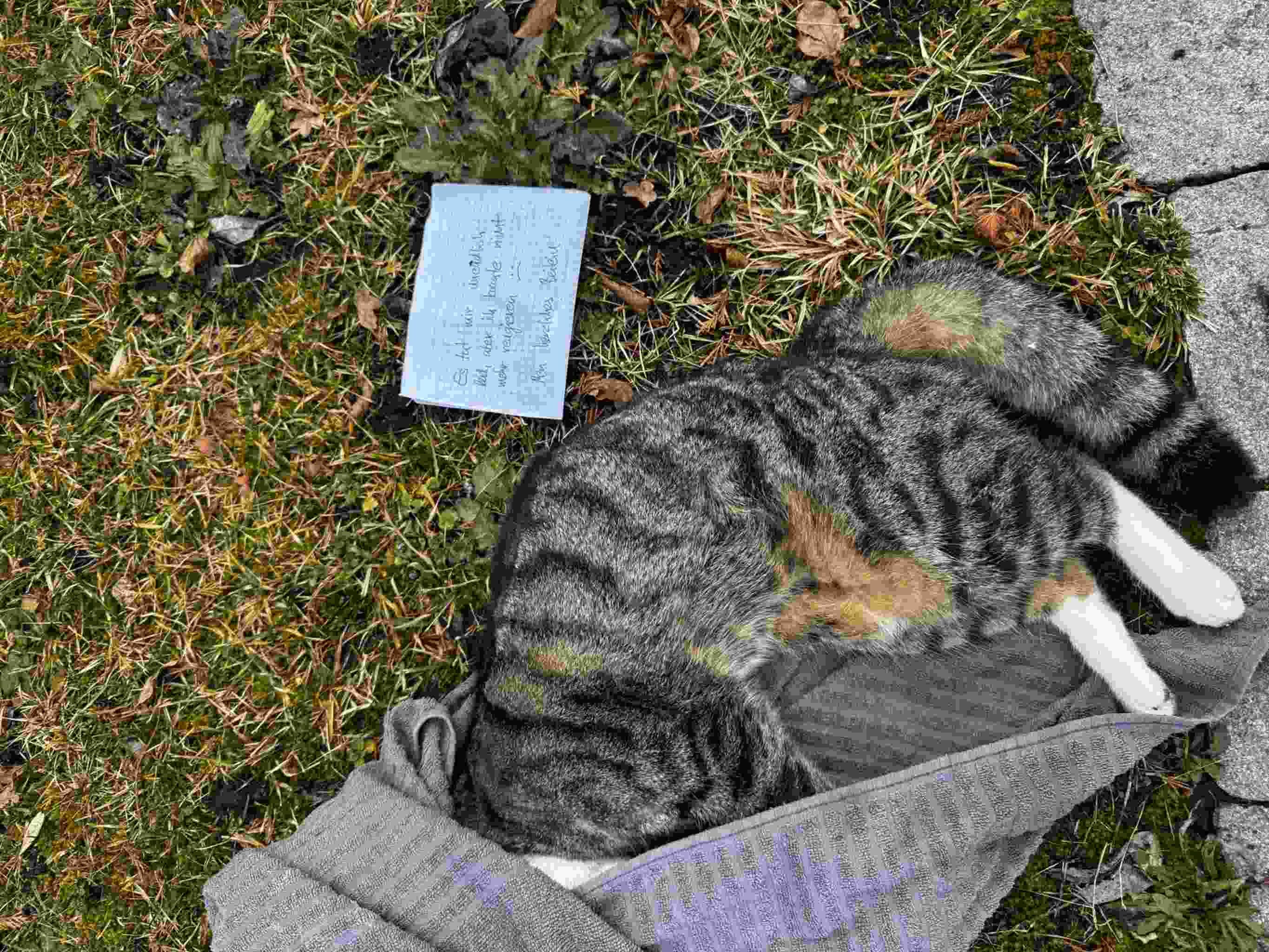Katze in Einfahrt gefunden mit Zettel