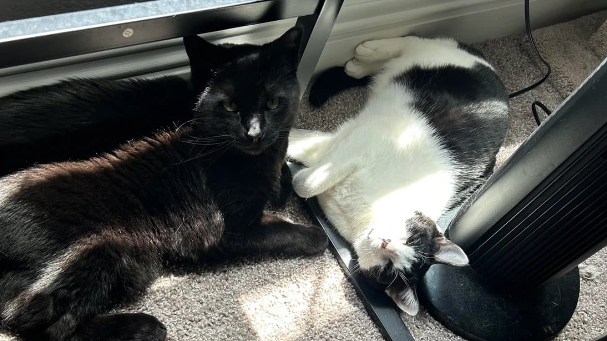 Katzensitterin entlarvt