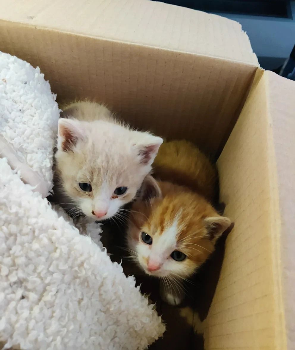 Bayern: Hund rettet Katzenbabys