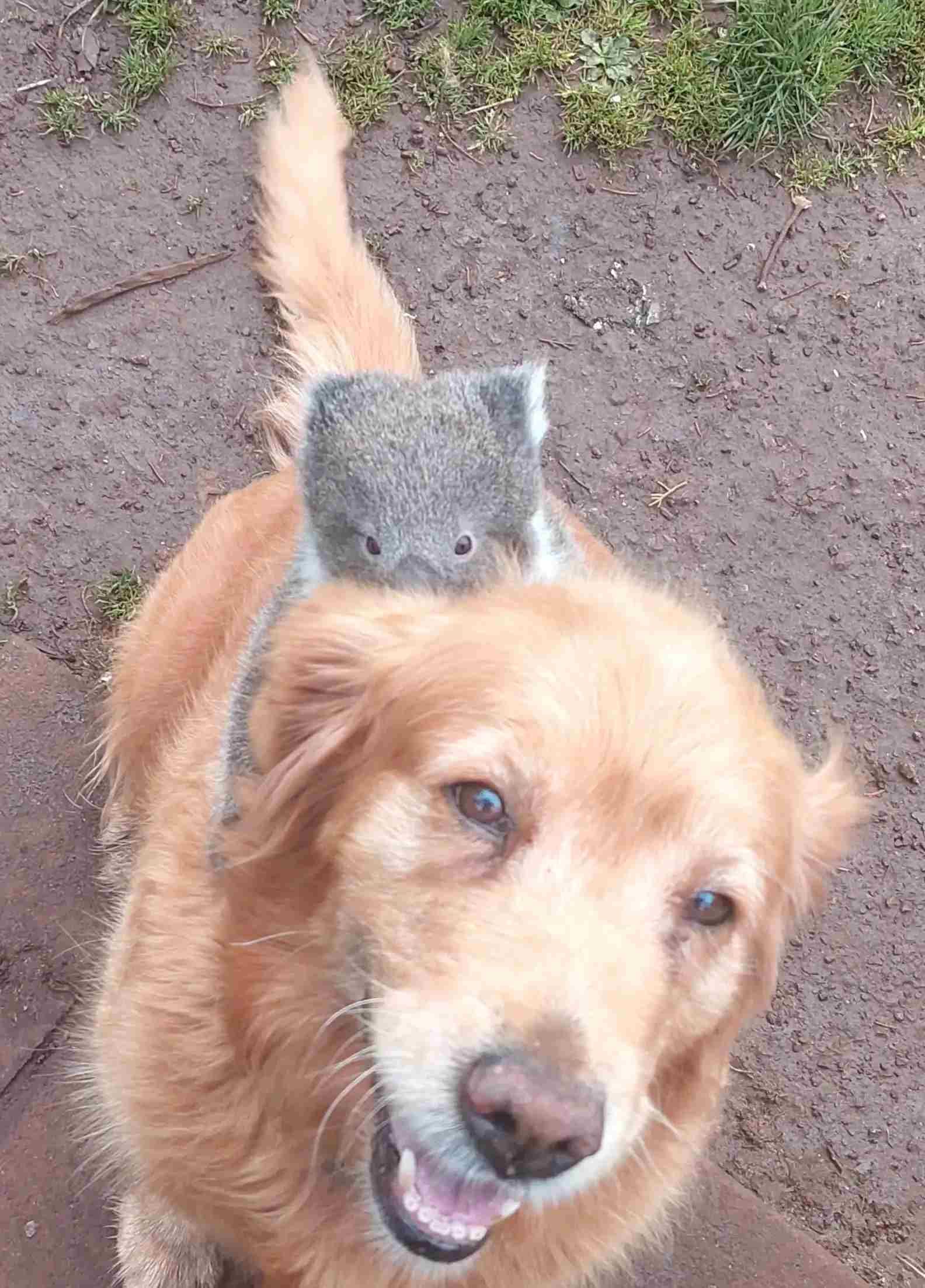 Golden Retriever rettet Koala