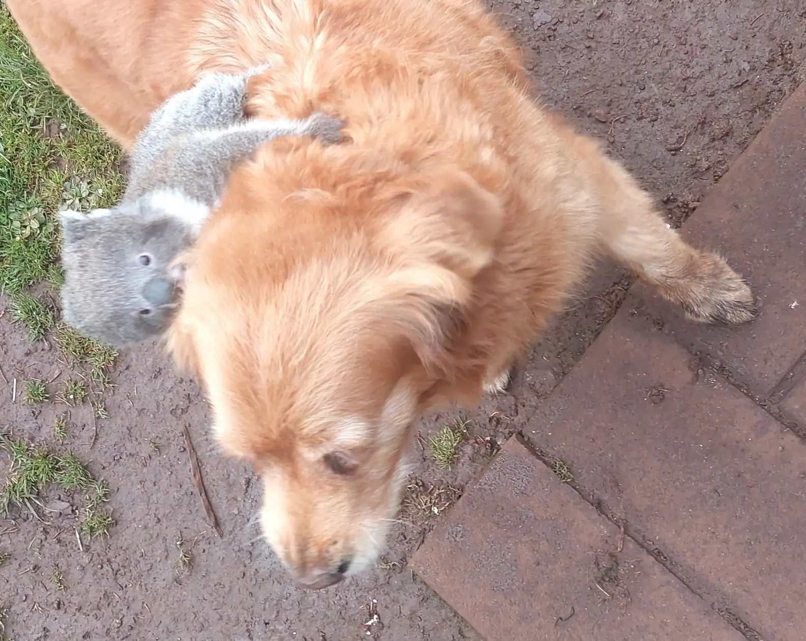 Golden Retriever rettet Koala
