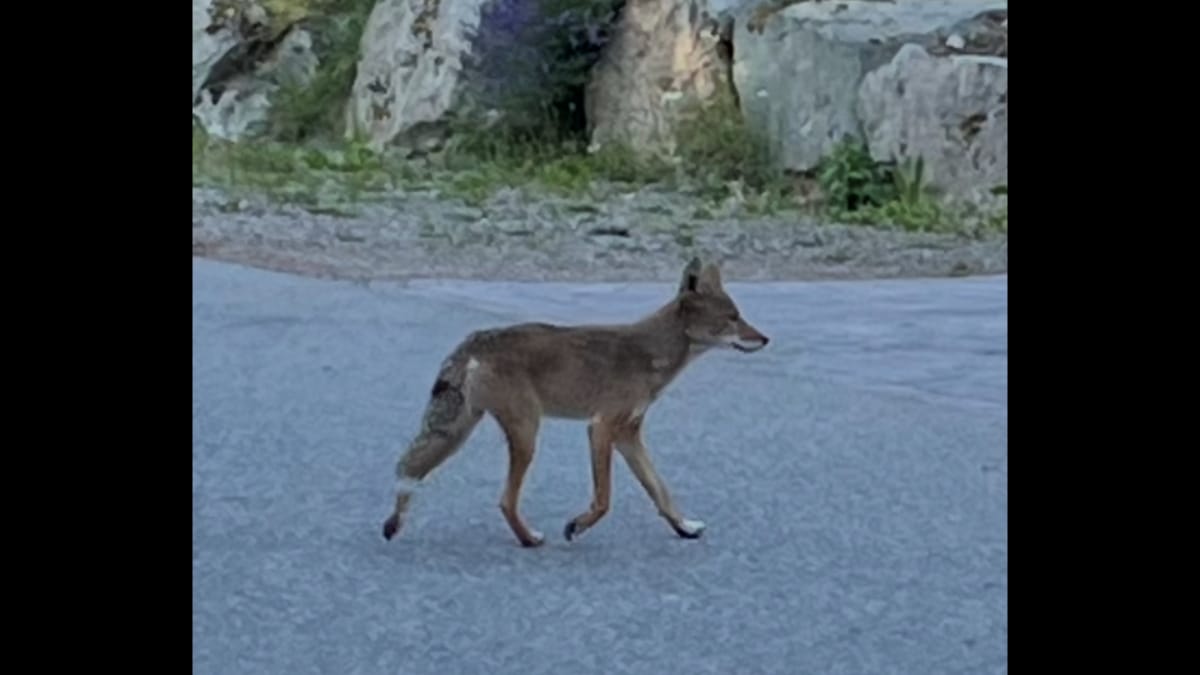 Kojote auf der Straße