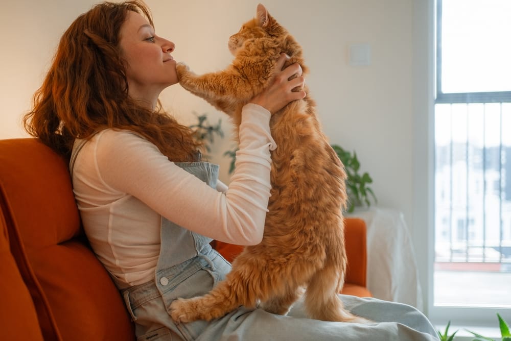 kot dotyka łapką twarzy opiekuna