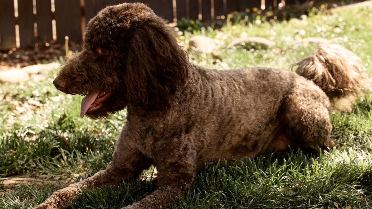 Labradoodle Kritik Rütter