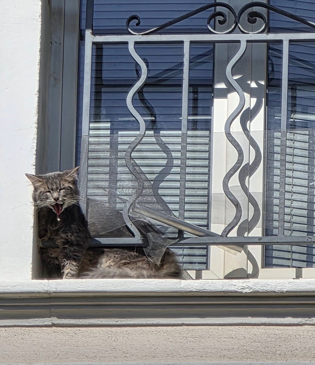 gato atrapado balcón