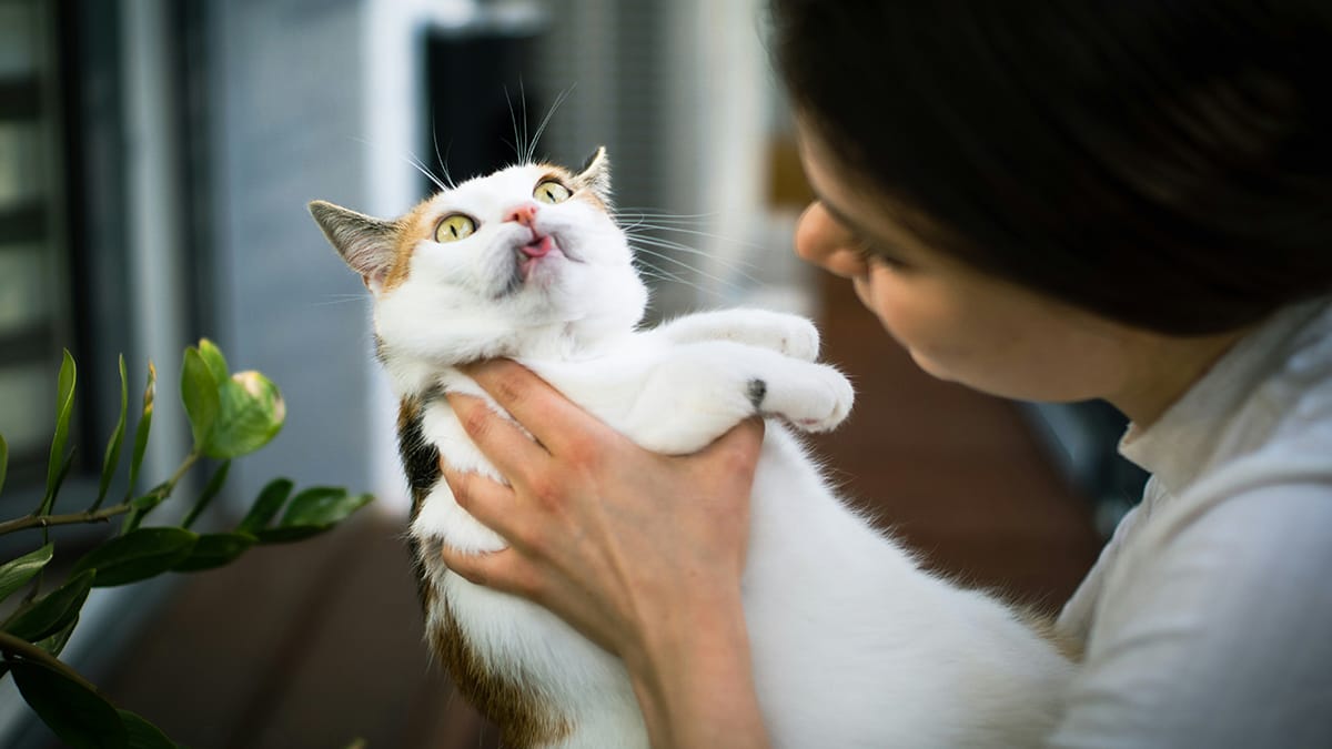 Gedragsveranderingen bij je kat kunnen symptoom zijn van uitdroging