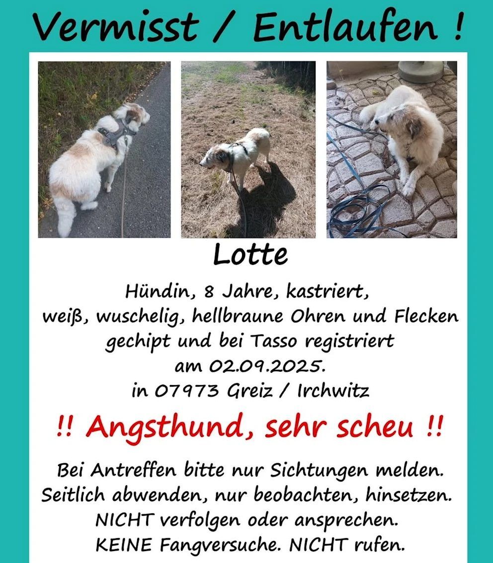 Suchanzeige Angsthund Lotte