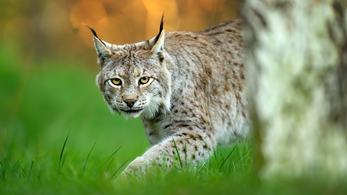 Luchs