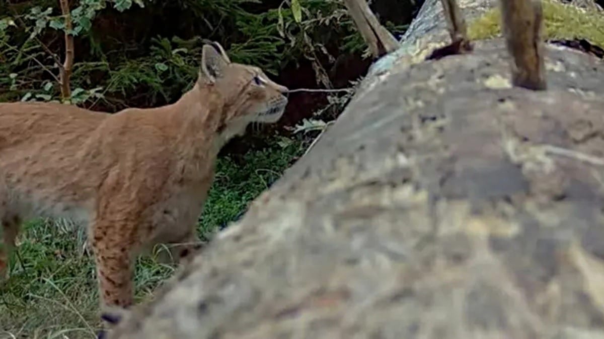 Luchs Juno nach 2 Jahren gesichtet