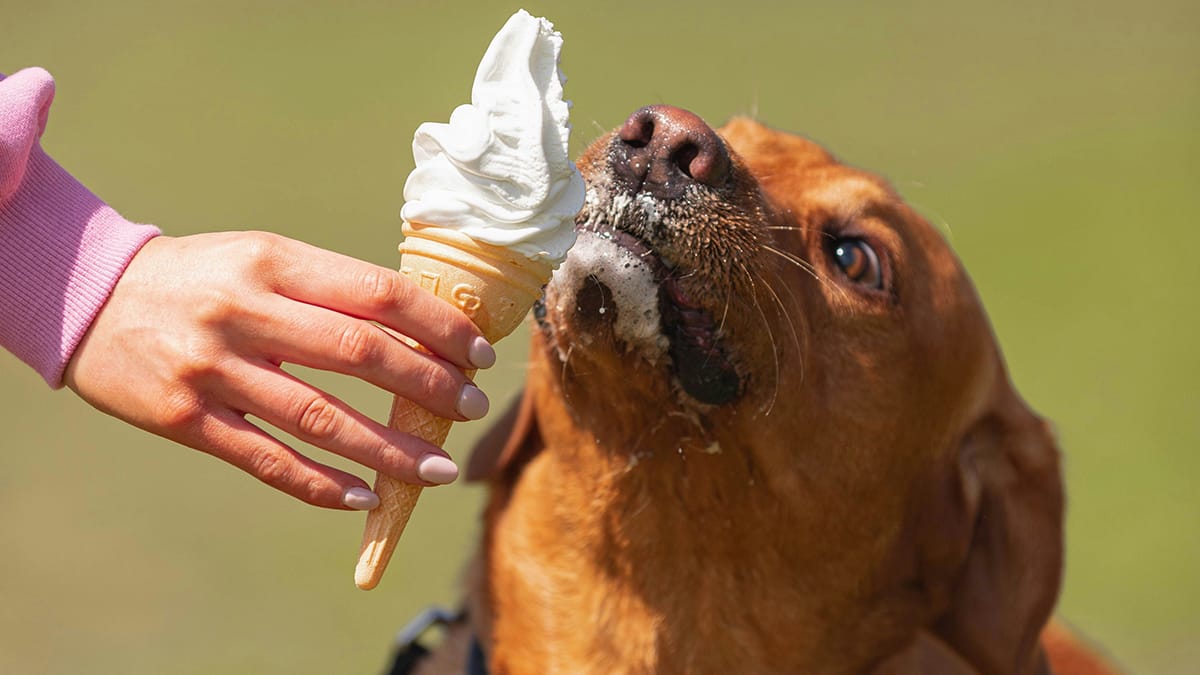 Mag een hond softijs eten?